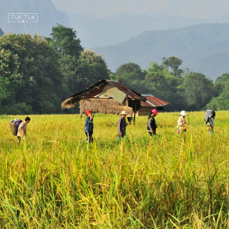 Uncovering Southeast Asia's Rich Agriculture by Gwen Curativo